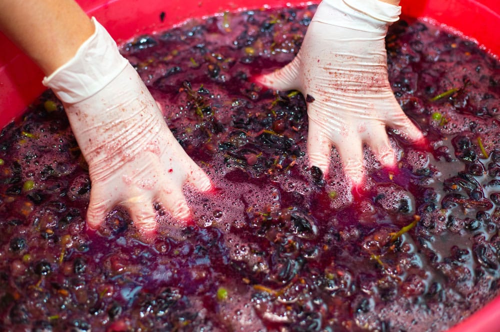 Crafting Cherry Wine: A Step-by-Step Guide